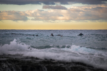 Surfer swimming with dolphins, Bondi Beach Australia