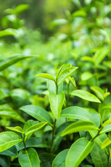 Top of Green tea leaf in the morning. Closeup
