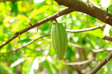 Cacao Tree (Theobroma cacao). Organic cocoa fruit pods in nature.