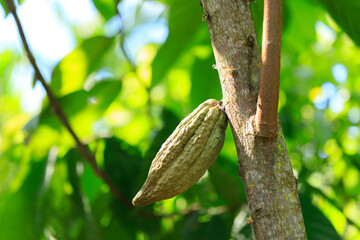 Cacao Tree (Theobroma cacao). Organic cocoa fruit pods in nature. (chocolate tree)