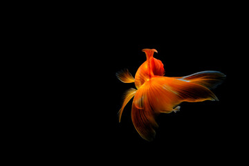 goldfish isolated on a dark black background. different colorful Carassius auratus in the aquarium