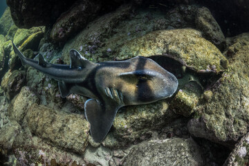 Port Jackson Shark swimming in the crystal clear water, Sydney Australia