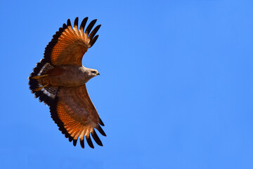 Savanna Hawk (Buteogallus meridionalis) in flight, Ibera wetlands