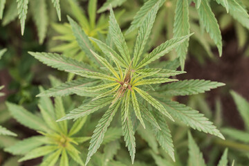 A branch of hemp bush close-up. Shrub young hemp on a bright summer day