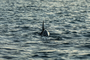 Fototapeta premium Dolphin at sunrise, Australia
