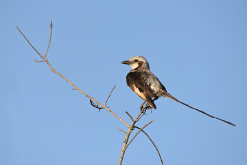 Streamer-tailed tyrant (Gubernetes yetapa) perching, Ibera welands, Argentina  