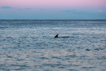 Dolphin at sunset, Australia