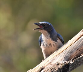 A California scrub jay (Aphelocoma californica) screeches at an intruder while perched on a tree branch near Watsonville Slough