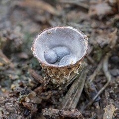 Bird's Nest Fungus (Cyathus stercoreus) - tiny nest (approx 4mm wide; 8mm high) with 2mm dia black egg-shaped peridioles which contain the spores & are washed out by rain.