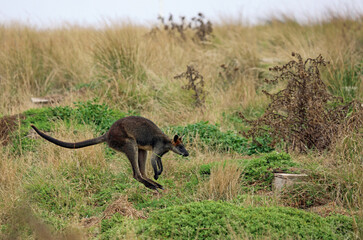 Wallaby with grass in its mouth jumping - Phillip Island, Victoria, Australia