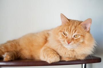 a big red cat is lying on the shelf. Pets, veterinary care, well-groomed hair