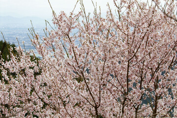 季節の花々