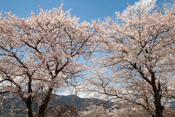 Naklejka premium 季節の花々