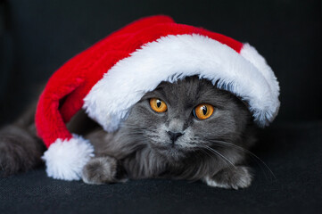 A grey cat in a Santa hat sits on a dark background