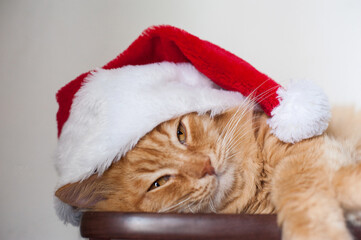Obraz na płótnie Canvas red furry cat sleeps sweetly in a Santa hat on a light background