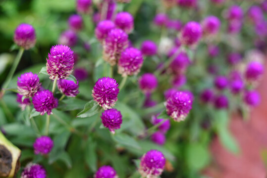 Many fresh Globe amaranth  or bachelor button flower in home garden in natural light in Kerala India. Purple color flowering plants on a summer day.