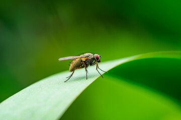Exotic Drosophila Fly Diptera Parasite Pest Insect on Green Grass Macro