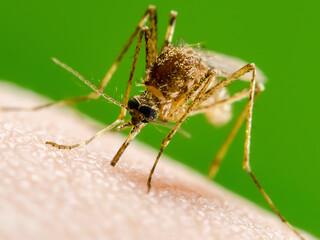 Dangerous Zika Infected Mosquito Bite on Green Background. Leishmaniasis, Encephalitis, Yellow Fever, Dengue, Malaria Disease, Mayaro, EEEV or Zika Virus Infectious Culex Parasite Insect Macro.