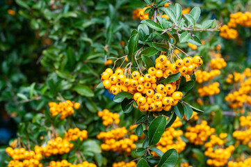 yellow berries hanging at a firethorn shrub