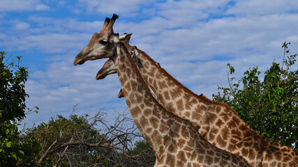 Group of three Angolan giraffes (giraffa camelopardalis angolensis, namibian giraffe) standing side by side with shifted heads in Chobe National Park, Botswana, Africa.