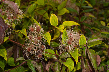 the fluffy seed heads of a clematis vitalba