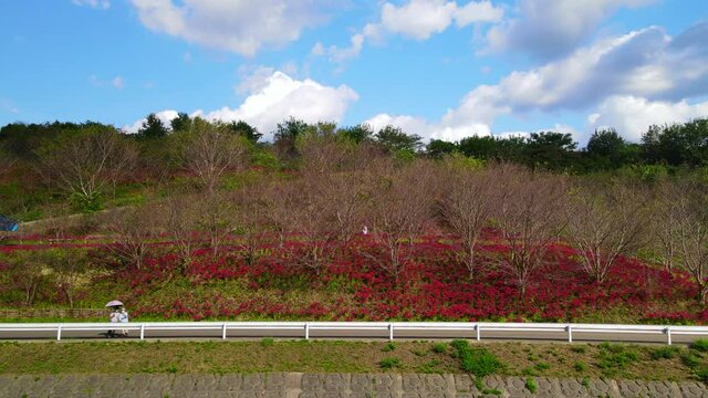 Video of a lake with red spider lilies