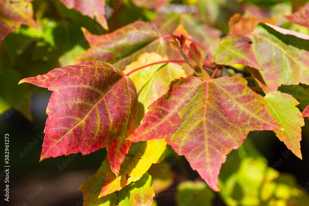 Wall mural macro abstract texture background of early autumn color leaves on a red maple tree on a sunny day, w