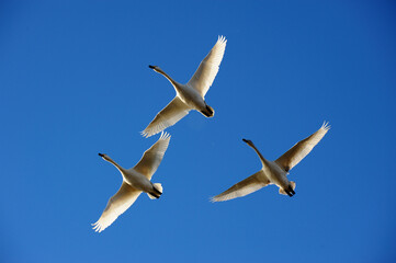 Obraz premium 琵琶湖の上空を飛ぶ冬の使者コハクチョウ