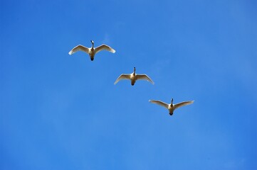 琵琶湖の上空を飛ぶ冬の使者コハクチョウ
