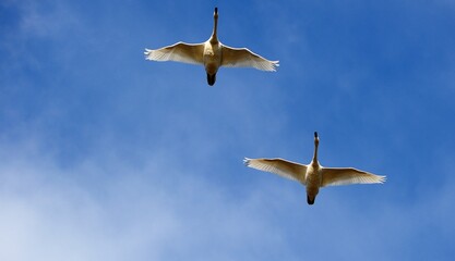 琵琶湖の上空を飛ぶ冬の使者コハクチョウ