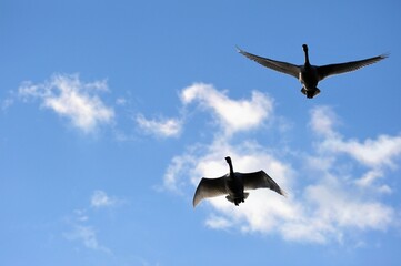 琵琶湖の上空を飛ぶ冬の使者コハクチョウ