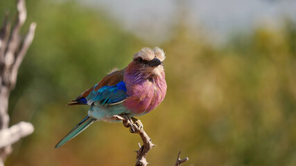 Colorful lilac-breasted roller bird (coracias caudatus) with beautiful purple, blue and turquoise feathers perching on a branch of a dead tree in Chobe National Park, Botswana, Africa.