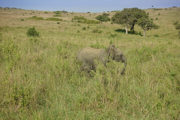 Naklejka na ściany i meble A lonely baby elephant runs along the hills of the savannah. Around green grass, trees. Kenya, Masai Mara park.