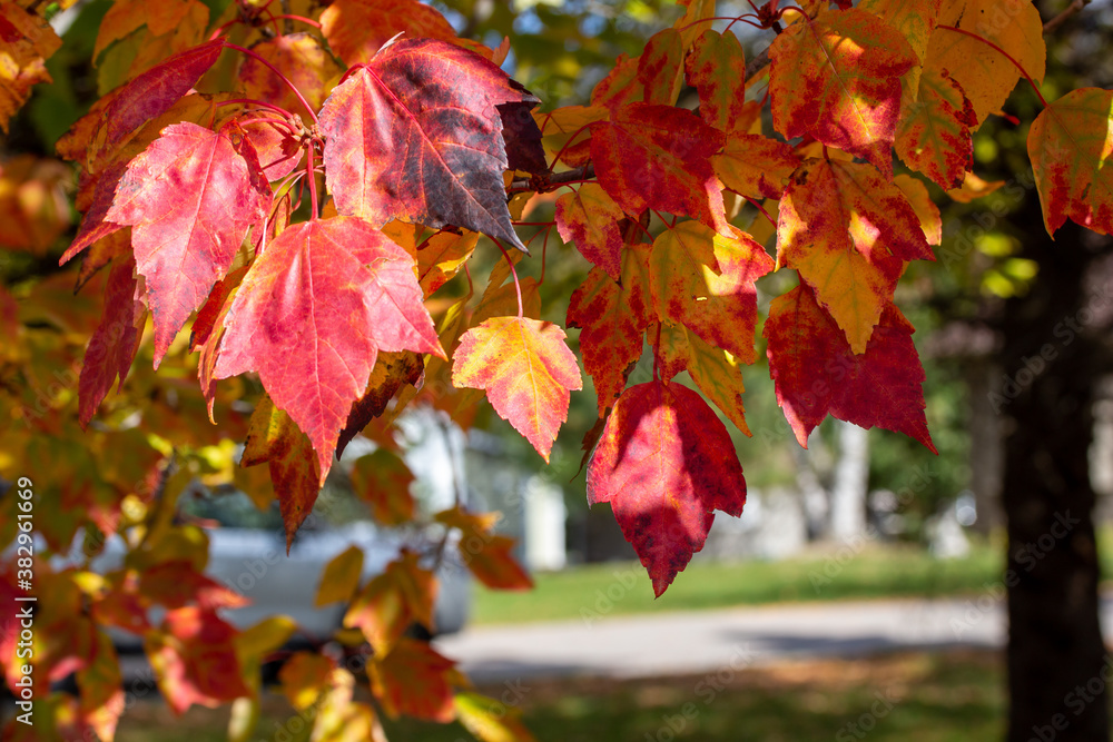 Wall mural macro abstract texture background of early autumn color leaves on a red maple tree on a sunny day, w