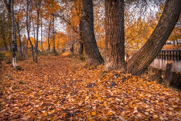 The path of fallen leaves in the park among the trees