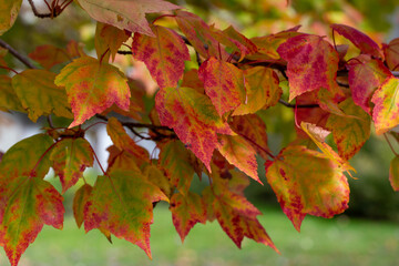 Macro abstract texture background of early autumn color leaves on a red maple tree on a sunny day, with copy space