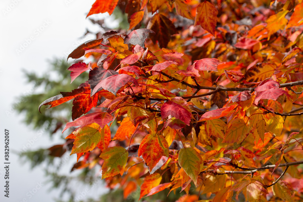 Wall mural macro abstract texture background of early autumn color leaves on a red maple tree on a sunny day, w