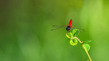 Scarlet Marsh Hawk (Aethriamanta brevipennis) dragonfly perch on tiny green leaves. Abstract blurred green background with copy space.