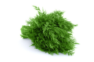 Bunch of dill isolated on white background. Fresh organic greens.