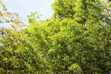 竹 竹林 グリーン 緑