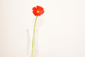 red gerbera flower closed up