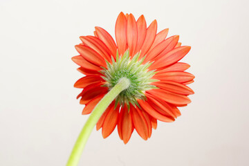 red gerbera flower closed up