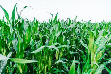 corn field with a place under the text sunny summer day. countryside, planting, harvesting farm