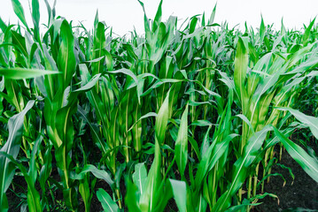 Fototapeta premium corn field with a place under the text sunny summer day. countryside, planting, harvesting farm
