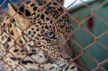 Close up leopard face eyes in grunge case, big cat look dismal and sad in case no freedom.