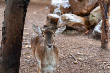 Deer looking to camera, public zoo in Thailand.
