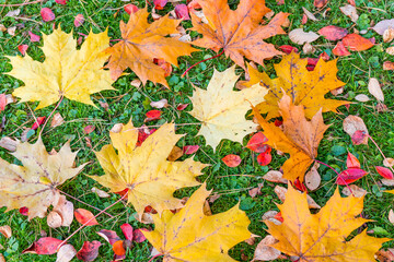 Naklejka na ściany i meble Multicolored autumn maple leaves on a green lawn