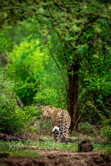 Wild male leopard or panther or panthera pardus fusca with eye contact walking in natural scenic...