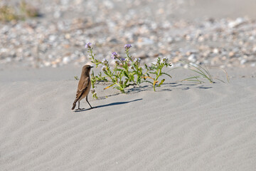 Northern Wheatear in the dunes of the uninhabited island of Rottumeroog.