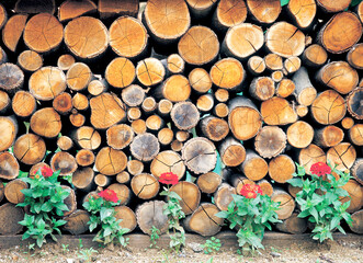 pile of timber
